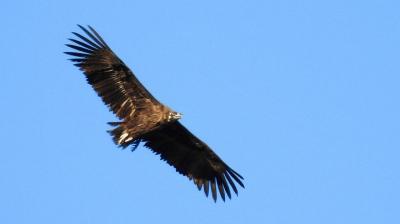Excursión privada de un día a la Sierra Norte desde Sevilla. Excursión privada de un día a la Sierra Norte desde Sevilla.