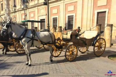 Tour tradicional en carruaje de caballos por Sevilla Tour tradicional en carruaje de caballos por Sevilla