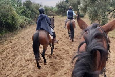 Desde Sevilla: experiencia de 2 horas a caballo en el Aljarafe, parque de Doñana Desde Sevilla: experiencia de 2 horas a caballo en el Aljarafe, parque de Doñana
