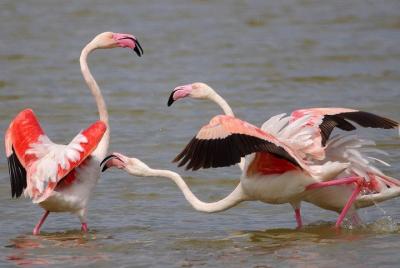 Excursión privada de medio día al norte de Doñana desde Sevilla. Excursión privada de medio día al norte de Doñana desde Sevilla.