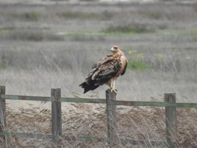 Excursión privada de día completo al norte de Doñana desde Sevilla. Excursión privada de día completo al norte de Doñana desde Sevilla.