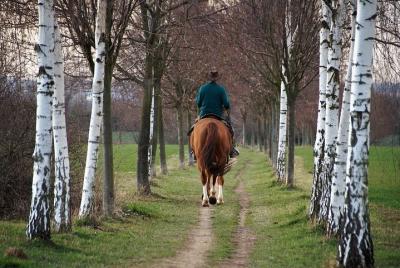 Paseo a caballo en el Aljarafe Paseo a caballo en el Aljarafe