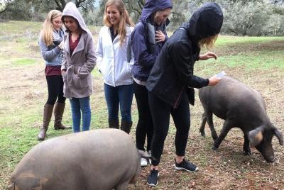 Desde Sevilla: excursión privada de un día a la granja de cerdos y visitas a pueblos antiguos Desde Sevilla: excursión privada de un día a la granja de cerdos y visitas a pueblos antiguos