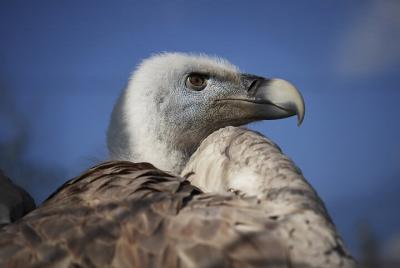 5-Días Descubriendo Aves de Portugal y España con Guía 5-Días Descubriendo Aves de Portugal y España con Guía