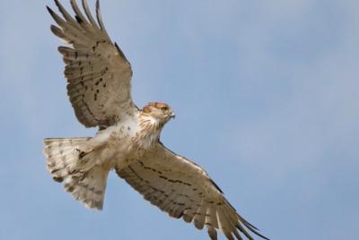 Recorrido Privado de 8 Días Aves del Alentejo y Sierra Morena Recorrido Privado de 8 Días Aves del Alentejo y Sierra Morena