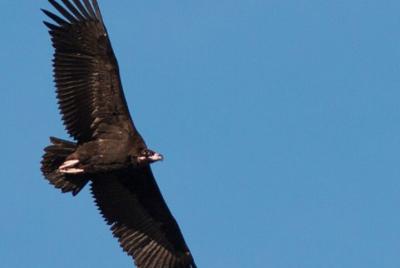 Recorrido de 8 Días Aves de la Frontera Ibérica desde Sevilla Recorrido de 8 Días Aves de la Frontera Ibérica desde Sevilla
