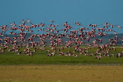 Un Dia Por El Parque Nacional Doñana Y La Aldea Del Rocio Un Dia Por El Parque Nacional Doñana Y La Aldea Del Rocio