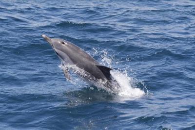 Desde Sevilla: Excursión de un día a la playa de avistamiento de ballenas Desde Sevilla: Excursión de un día a la playa de avistamiento de ballenas