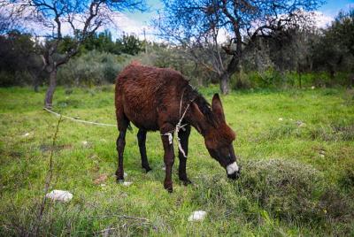 Tour DONKEYS, VILLAGE, OLIVE & CAROB (Traditions Cyprus) desde Paphos