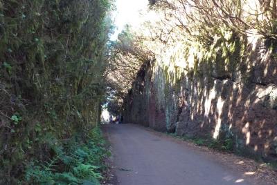 Anaga el bosque enigmático Anaga el bosque enigmático