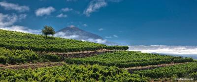 Visita a las Bodegas Monje con cata de vinos y taller de salsa mojo. Visita a las Bodegas Monje con cata de vinos y taller de salsa mojo.