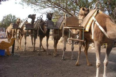 Skip the Line: Camel Park Tenerife Ticket Skip the Line: Camel Park Tenerife Ticket