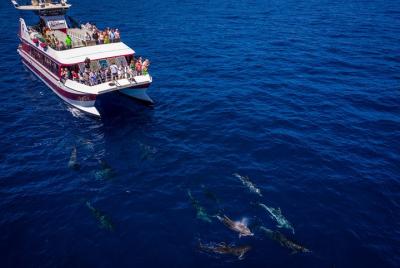 Royal Delfin: minicrucero sostenible de avistamiento de ballenas y delfines de 2 horas Royal Delfin: minicrucero sostenible de avistamiento de ballenas y delfines de 2 horas