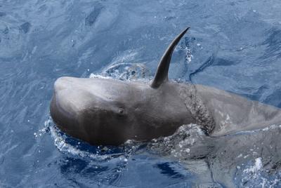 Crucero VIP de 2 horas con ballenas y delfines Crucero VIP de 2 horas con ballenas y delfines