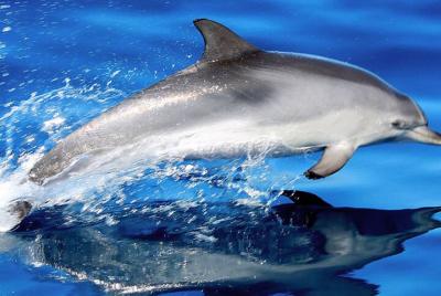 Avistamiento de ballenas y delfines en la costa virgen de Tenerife en un catamarán grande Avistamiento de ballenas y delfines en la costa virgen de Tenerife en un catamarán grande