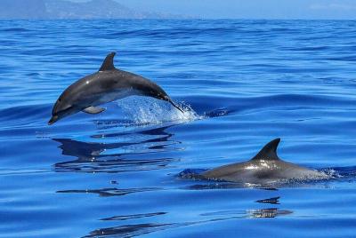 Avistamiento de ballenas y delfines en Tenerife (Puerto Colón) en un velero (3 horas) Avistamiento de ballenas y delfines en Tenerife (Puerto Colón) en un velero (3 horas)