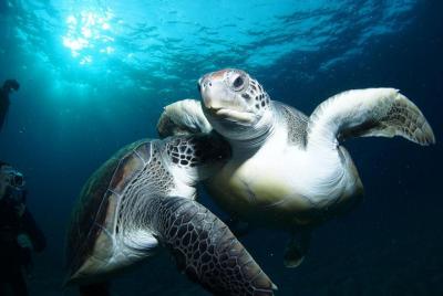 Excursión sobre tortugas con buceo de superficie desde Costa Adeje Excursión sobre tortugas con buceo de superficie desde Costa Adeje