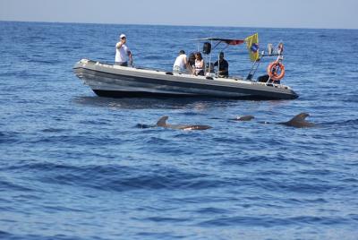 Tour de observación de ballenas y ciencias marinas Tour de observación de ballenas y ciencias marinas