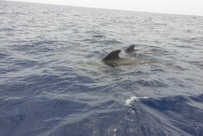 Avistamiento de Delfines en Lancha Rápida desde Puerto Colón Avistamiento de Delfines en Lancha Rápida desde Puerto Colón