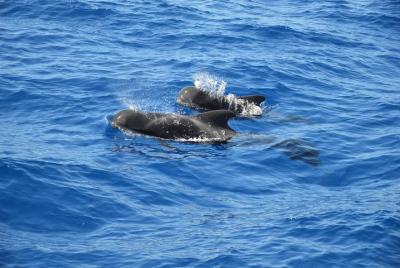 Tenerife: Avistamiento de ballenas y delfines Tenerife: Avistamiento de ballenas y delfines