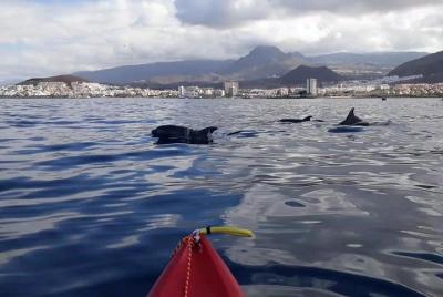 Kayak Tenerife Dophins Experience Kayak Tenerife Dophins Experience