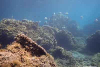 Excursión De Buceo En El Sur De Tenerife - 3,5 Horas Excursión De Buceo En El Sur De Tenerife - 3,5 Horas