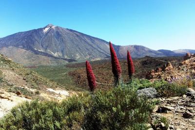 El sendero de Tajinaste El sendero de Tajinaste