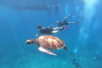 Tour de esnórquel y bote en un área de tortugas Tour de esnórquel y bote en un área de tortugas
