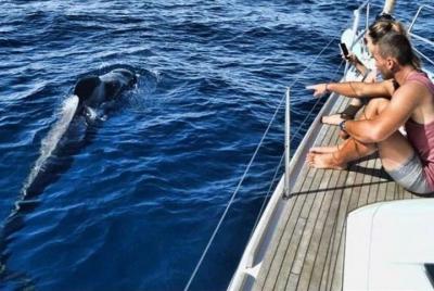 Experiencia premium de avistamiento de ballenas y delfines todo incluido Experiencia premium de avistamiento de ballenas y delfines todo incluido
