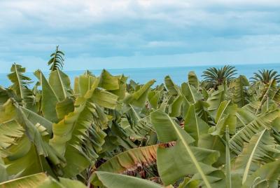 Tour ecológico a la plantación de banano Tour ecológico a la plantación de banano