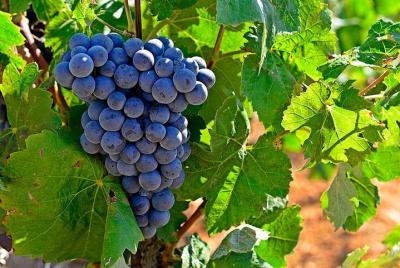 Ruta del Vino en Valencia: Bodegas, Catas y Comida Ruta del Vino en Valencia: Bodegas, Catas y Comida