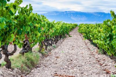 Excursión de un día a Utiel Requena: cata ecológica de aceite de oliva y vino