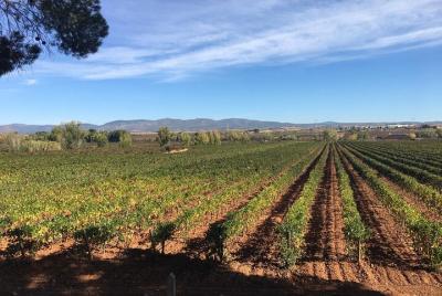 Valencia accesible: tour de vinos privado y accesible con almuerzo Valencia accesible: tour de vinos privado y accesible con almuerzo