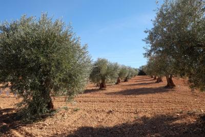 Tour aceite y bodega Tour aceite y bodega