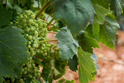 Excursión de un día al vino y al cava desde Zaragoza Excursión de un día al vino y al cava desde Zaragoza