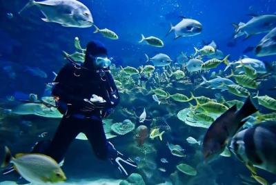 Viaje de buceo en Hurghada con 2 sitios de buceo Viaje de buceo en Hurghada con 2 sitios de buceo