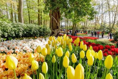 Escapada de un día a los jardines de Keukenhof y campos de flores Escapada de un día a los jardines de Keukenhof y campos de flores
