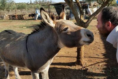 Recorrido a pie inspirador por la naturaleza con burros en La Haya