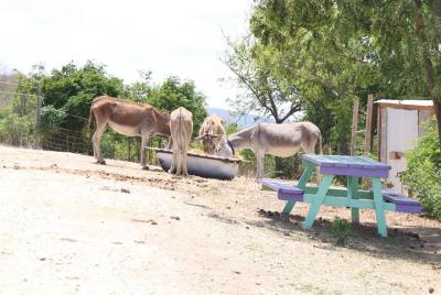 Tour de ensueño para amantes de los animales: mantarraya y esnórquel también disponibles