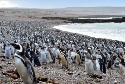 Day tour Puerto Madryn con aereos, pinguinera, almuerzo y museo en privado