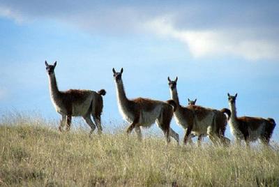 El Calafate Safari Experience