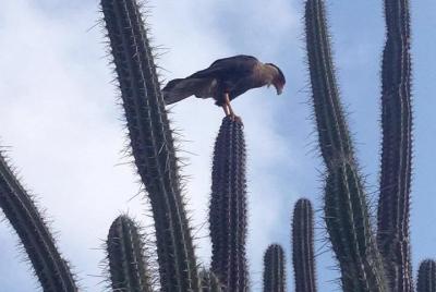 Excursión de senderismo por grupos pequeños de Aruba