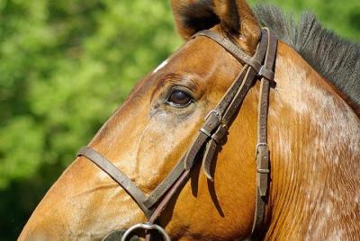 Montar a caballo en Hopkins Montar a caballo en Hopkins