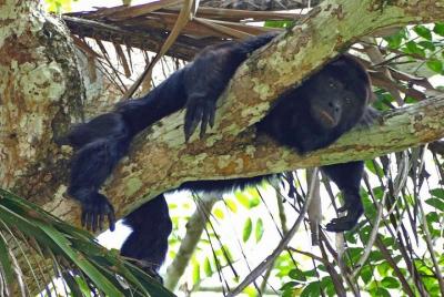 Monkey River Tour (con transporte desde Hopkins) Monkey River Tour (con transporte desde Hopkins)