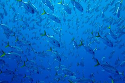 Not a Scuba Diver - Prueba PADI Discover Scuba Diving en las cálidas aguas de Belice