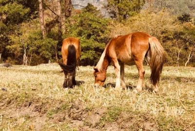 Viaje privado de 17 días a la naturaleza y observación de aves en Bután