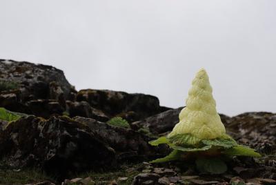 Tour de fotografía de flores alpinas de 6 días