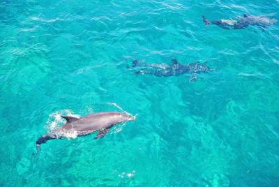 Viaje a la casa de los delfines, snorkel, almuerzo y deportes acu