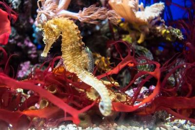 Paseo Aqua Rio + Boulevard Olímpico - Río de Janeiro by Pepe Rio 