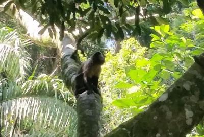 El bosque de Tijuca, el Jardim Bôtanico y sus tesoros